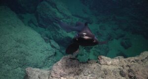 На дні Карибського моря знайшли 20 нових видів: серед них – дивна акула з очима,... На-дні-Карибського-моря-знайшли-20-нових-видів:-серед-них-–-дивна-акула-з-очима,.