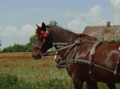 «Трохи вбік»: вийшов перший випуск тревел-проєкту про Волинське Полісся. Відео «Трохи-вбік»:-вийшов-перший-випуск-тревел-проєкту-про-Волинське-Полісся.-Відео