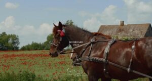 «Трохи вбік»: вийшов перший випуск тревел-проєкту про Волинське Полісся. Відео «Трохи-вбік»:-вийшов-перший-випуск-тревел-проєкту-про-Волинське-Полісся.-Відео