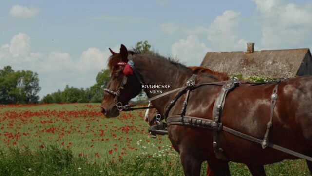 «Трохи вбік»: вийшов перший випуск тревел-проєкту про Волинське Полісся. Відео «Трохи-вбік»:-вийшов-перший-випуск-тревел-проєкту-про-Волинське-Полісся.-Відео