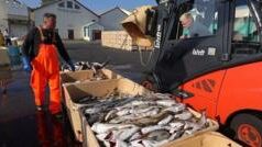 Ісландія відмовилася від переговорів про вступ до ЄС на референдумі Риба,-а-не-геополітика:-Ісландія-проголосувала-проти-переговорів-про-вступ-до-ЄС