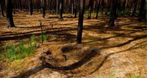 “Мурашиний постапокаліпсис” у Чорнобилі: дослідники показали дивовижне явище “Мурашиний-постапокаліпсис”-у-Чорнобилі:-дослідники-показали-дивовижне-явище