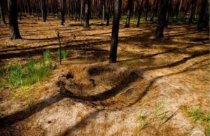 “Мурашиний постапокаліпсис” у Чорнобилі: дослідники показали дивовижне явище “Мурашиний-постапокаліпсис”-у-Чорнобилі:-дослідники-показали-дивовижне-явище