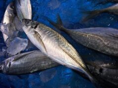 Учені дослідили тунець і виявили, що 96% риби заражені Учені-дослідили-тунець-і-виявили,-що-96%-риби-заражені