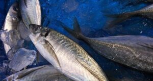 Учені дослідили тунець і виявили, що 96% риби заражені Учені-дослідили-тунець-і-виявили,-що-96%-риби-заражені