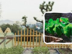 У вересні можна посадити 4 види овочів та зелені: до зими встигнете зібрати врожай У-вересні-можна-посадити-4-види-овочів-та-зелені:-до-зими-встигнете-зібрати-врожай