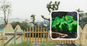 У вересні можна посадити 4 види овочів та зелені: до зими встигнете зібрати врожай У-вересні-можна-посадити-4-види-овочів-та-зелені:-до-зими-встигнете-зібрати-врожай