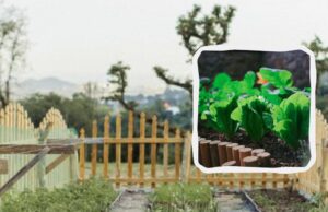 У вересні можна посадити 4 види овочів та зелені: до зими встигнете зібрати врожай У-вересні-можна-посадити-4-види-овочів-та-зелені:-до-зими-встигнете-зібрати-врожай