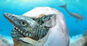 Вчені знайшли величезне яйце з м’якою шкаралупою, поховане в Антарктиді 68 мільйонів років тому Вчені-знайшли-величезне-яйце-з-м’якою-шкаралупою,-поховане-в-Антарктиді-68-мільйонів-років-тому