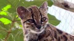 Новий-вид-диких-котів:-дослідники-знають-лише-про-одного-живого-представника Новий-вид-диких-котів:-дослідники-знають-лише-про-одного-живого-представника