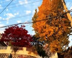 Місцеві жителі Сеула об’єдналися для порятунку гінкго, яке страждає від таємничих обставин Таємниця-вмираючого-гінкго:-як-місцеві-жителі-стали-детективами-заради-дерева