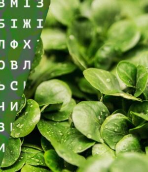 Слово-“шпинат”-заховане-просто-перед-очима:-чи-вдасться-вам-його-розгледіти Слово-“шпинат”-заховане-просто-перед-очима:-чи-вдасться-вам-його-розгледіти