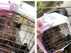 У Кременчуку чоловік скинув кота в переносці з мосту: поліція відкрила справу У Кременчуку чоловік скинув кота в переносці з мосту: поліція відкрила справу