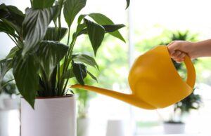Листя спатифілума стає коричневим: чому це відбувається і як допомогти рослині Листя-спатифілума-стає-коричневим:-чому-це-відбувається-і-як-допомогти-рослині