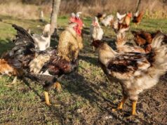 Кури погано несуться восени: що додати до раціону, щоб було більше яєць Кури-погано-несуться-восени:-що додати-до раціону,-щоб-було-більше-яєць