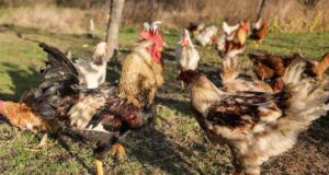 Кури погано несуться восени: що додати до раціону, щоб було більше яєць Кури-погано-несуться-восени:-що додати-до раціону,-щоб-було-більше-яєць