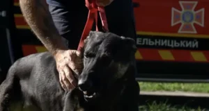 Відео: Німецька вівчарка зі США стала новою пошуково-рятувальною собакою ДСНС на Хмельниччині Відео: Німецька вівчарка зі США стала новою пошуково-рятувальною собакою ДСНС на Хмельниччині