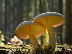 На Україну чекає тепла п’ятниця: де 2 жовтня розігріє до +22° На-Україну-чекає-тепла-п’ятниця:-де-2-жовтня-розігріє-до-+22°