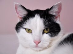 Коти розумніші, ніж ви думаєте: вчені провели цікавий експеримент Коти-розумніші,-ніж-ви-думаєте:-вчені-провели-цікавий-експеримент