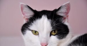 Коти розумніші, ніж ви думаєте: вчені провели цікавий експеримент Коти-розумніші,-ніж-ви-думаєте:-вчені-провели-цікавий-експеримент