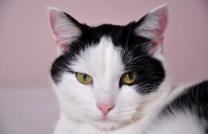 Коти розумніші, ніж ви думаєте: вчені провели цікавий експеримент Коти-розумніші,-ніж-ви-думаєте:-вчені-провели-цікавий-експеримент