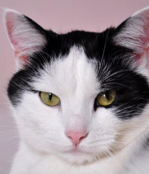 Коти-розумніші,-ніж-ви-думаєте:-вчені-провели-цікавий-експеримент Коти-розумніші,-ніж-ви-думаєте:-вчені-провели-цікавий-експеримент
