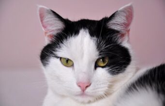 Коти розумніші, ніж ви думаєте: вчені провели цікавий експеримент Коти-розумніші,-ніж-ви-думаєте:-вчені-провели-цікавий-експеримент