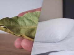 Лавровий лист під подушкою: який ефект може мати ця звичка Лавровий-лист-під-подушкою:-який-ефект-може-мати-ця-звичка