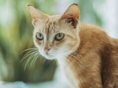 ЦРУ перетворило кота на шпигуна: чому секретний експеримент провалився ЦРУ-перетворило-кота-на шпигуна:-чому-секретний-експеримент-провалився