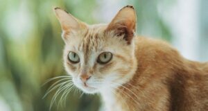 ЦРУ перетворило кота на шпигуна: чому секретний експеримент провалився ЦРУ-перетворило-кота-на шпигуна:-чому-секретний-експеримент-провалився