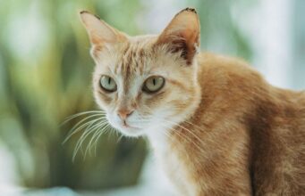 ЦРУ перетворило кота на шпигуна: чому секретний експеримент провалився ЦРУ-перетворило-кота-на шпигуна:-чому-секретний-експеримент-провалився
