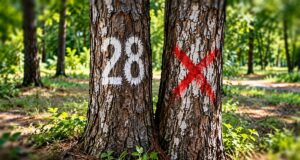Побачили хрест чи числа на дереві – треба відійти подалі: навіщо їх малюють Побачили-хрест-чи-числа-на-дереві-–-треба-відійти-подалі:-навіщо-їх-малюють