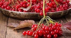 Калина на зиму: 5 найкращих рецептів заготівлі, які зберігають максимум вітамінів Калина-на зиму:-5 найкращих-рецептів-заготівлі,-які-зберігають-максимум-вітамінів