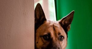 Чому собака постійно ходить за вами по дому: справжня причина може розчулити Чому-собака-постійно-ходить-за вами-по дому:-справжня-причина-може-розчулити