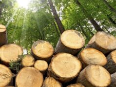 Плановані суцільні рубки лісів на Волині: деталі та екологічні обмеження Філія-«Володимир-Волинське-лісомисливське-господарство»-планує-суцільні-рубки:-стартувала-процедура-оцінки-впливу-на-довкілля