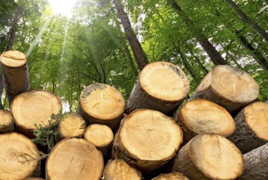 Плановані суцільні рубки лісів на Волині: деталі та екологічні обмеження Філія-«Володимир-Волинське-лісомисливське-господарство»-планує-суцільні-рубки:-стартувала-процедура-оцінки-впливу-на-довкілля
