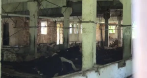 Покинута ферма у Чорнобильському заповіднику стала домом для здичавілих корів Покинута ферма у Чорнобильському заповіднику стала домом для здичавілих корів