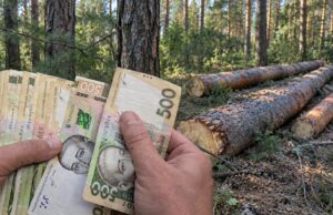 На Волині «Ліси України» заплатять пів мільйона гривень за дві сосни, які не вберегли На-Волині-«Ліси-України»-заплатять-пів-мільйона-гривень-за-дві-сосни,-які-не-вберегли