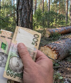 На-Волині-«Ліси-України»-заплатять-пів-мільйона-гривень-за-дві-сосни,-які-не-вберегли