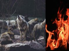 Вовки можуть використовувати вогонь для полювання на свою здобич, – вчені Вовки-можуть-використовувати-вогонь-для-полювання-на-свою-здобич,-–-вчені