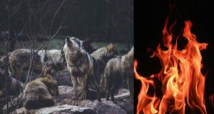 Вовки можуть використовувати вогонь для полювання на свою здобич, – вчені Вовки-можуть-використовувати-вогонь-для-полювання-на-свою-здобич,-–-вчені