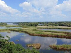 Кабани повернулися, є олені: хто живе у лісі на дні Каховського водосховища, – науковець Кабани-повернулися,-є-олені:-хто-живе-у-лісі-на-дні-Каховського-водосховища,-–-науковець