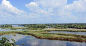Кабани повернулися, є олені: хто живе у лісі на дні Каховського водосховища, – науковець Кабани-повернулися,-є-олені:-хто-живе-у-лісі-на-дні-Каховського-водосховища,-–-науковець