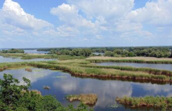 Кабани повернулися, є олені: хто живе у лісі на дні Каховського водосховища, – науковець Кабани-повернулися,-є-олені:-хто-живе-у-лісі-на-дні-Каховського-водосховища,-–-науковець