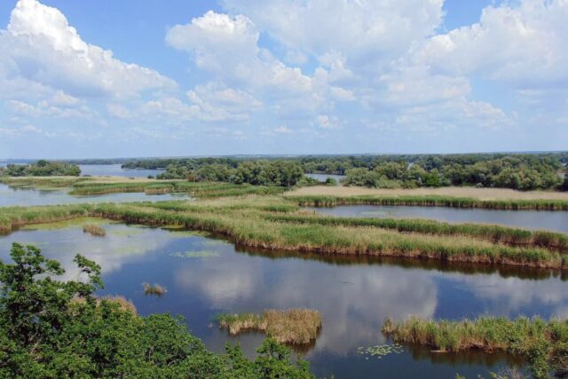 Кабани повернулися, є олені: хто живе у лісі на дні Каховського водосховища, – науковець Кабани-повернулися,-є-олені:-хто-живе-у-лісі-на-дні-Каховського-водосховища,-–-науковець