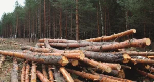 Операція Зелений щит: ДБР повідомило про підозру 23 фігурантам, є затримані Операція Зелений щит: ДБР повідомило про підозру 23 фігурантам, є затримані