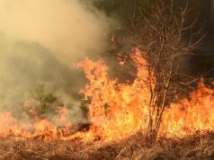 Лісові пожежі можуть поширитися на райони, де їх раніше ніколи не було, – прогноз Лісові-пожежі-можуть-поширитися-на-райони,-де-їх-раніше-ніколи-не-було,-–-прогноз