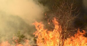 Лісові пожежі можуть поширитися на райони, де їх раніше ніколи не було, – прогноз Лісові-пожежі-можуть-поширитися-на-райони,-де-їх-раніше-ніколи-не-було,-–-прогноз