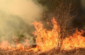 Лісові пожежі можуть поширитися на райони, де їх раніше ніколи не було, – прогноз Лісові-пожежі-можуть-поширитися-на-райони,-де-їх-раніше-ніколи-не-було,-–-прогноз