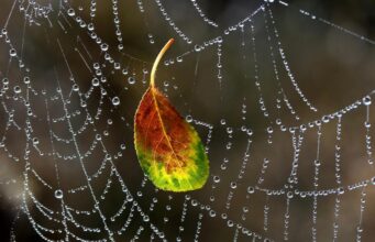 На Україну чекає дощова субота: названо області, де очікуються дощі та найнижча температура На-Україну-чекає-дощова-субота:-названо-області,-де-очікуються-дощі-та-найнижча-температура